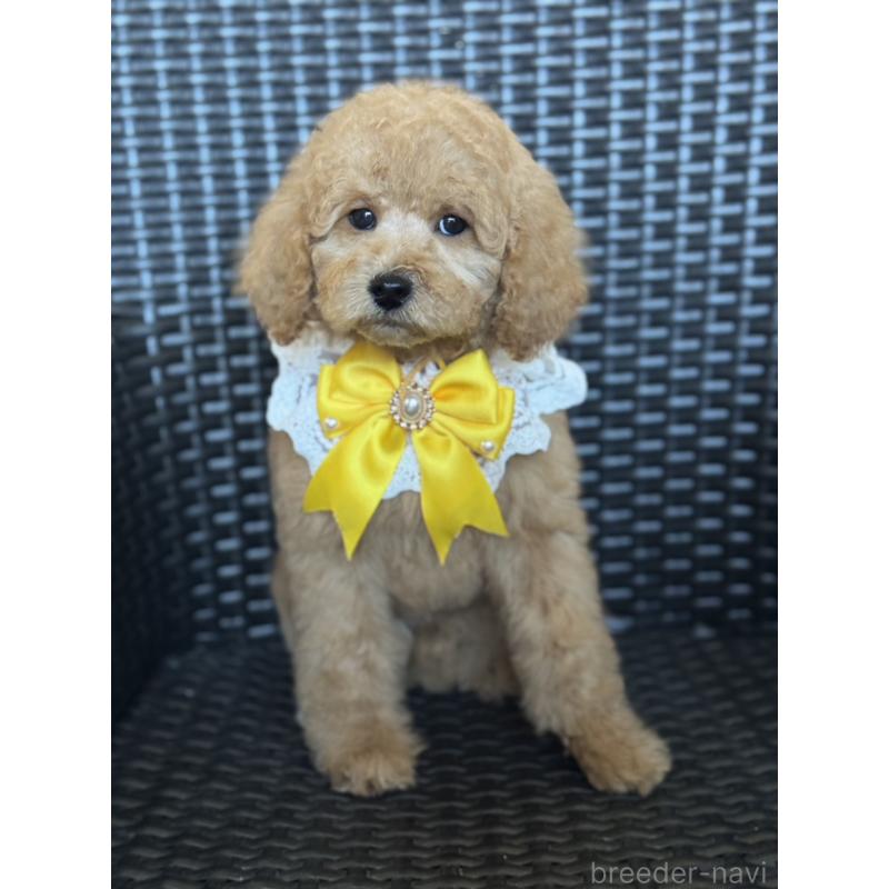 販売中の宮崎県のミディアムプードル-437999の8枚目
