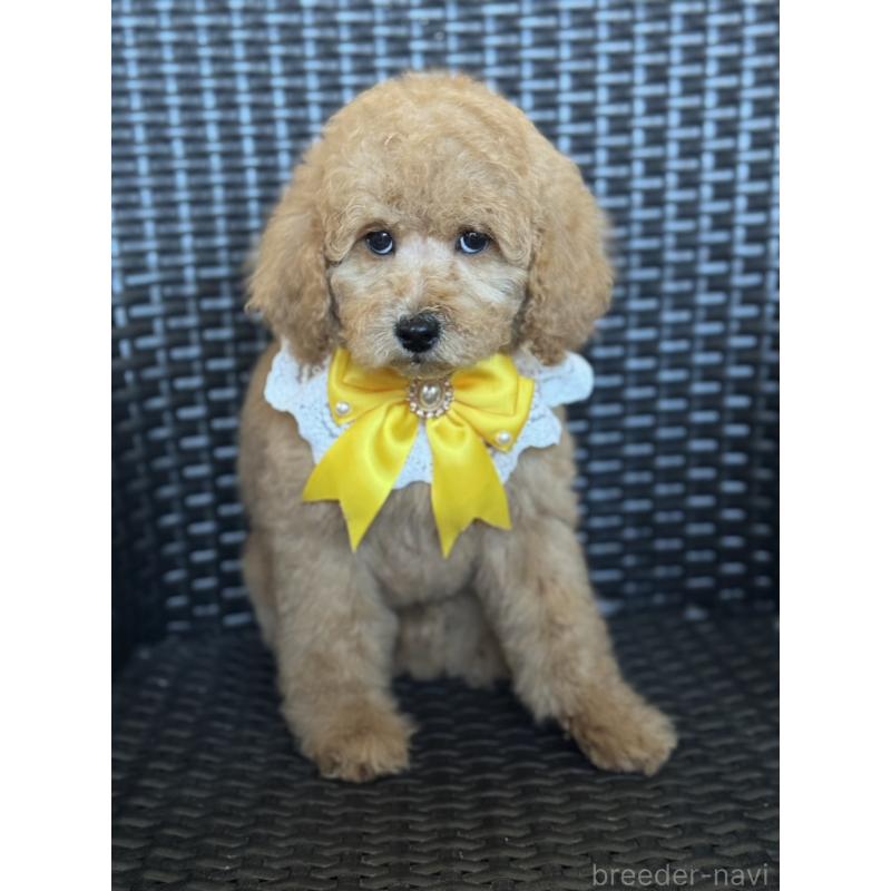 販売中の宮崎県のミディアムプードル-437999の7枚目