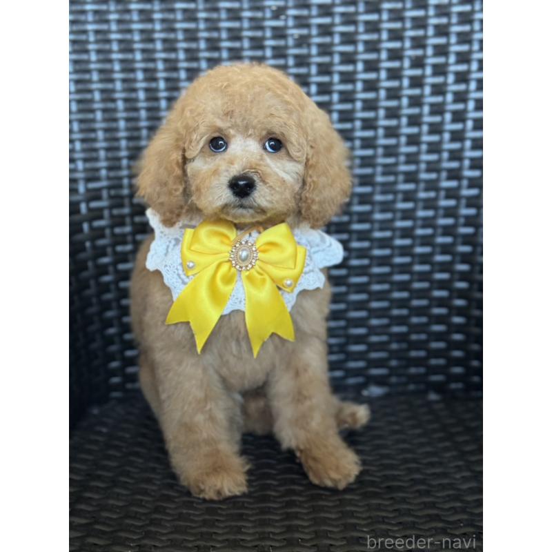 販売中の宮崎県のミディアムプードル-437999の6枚目