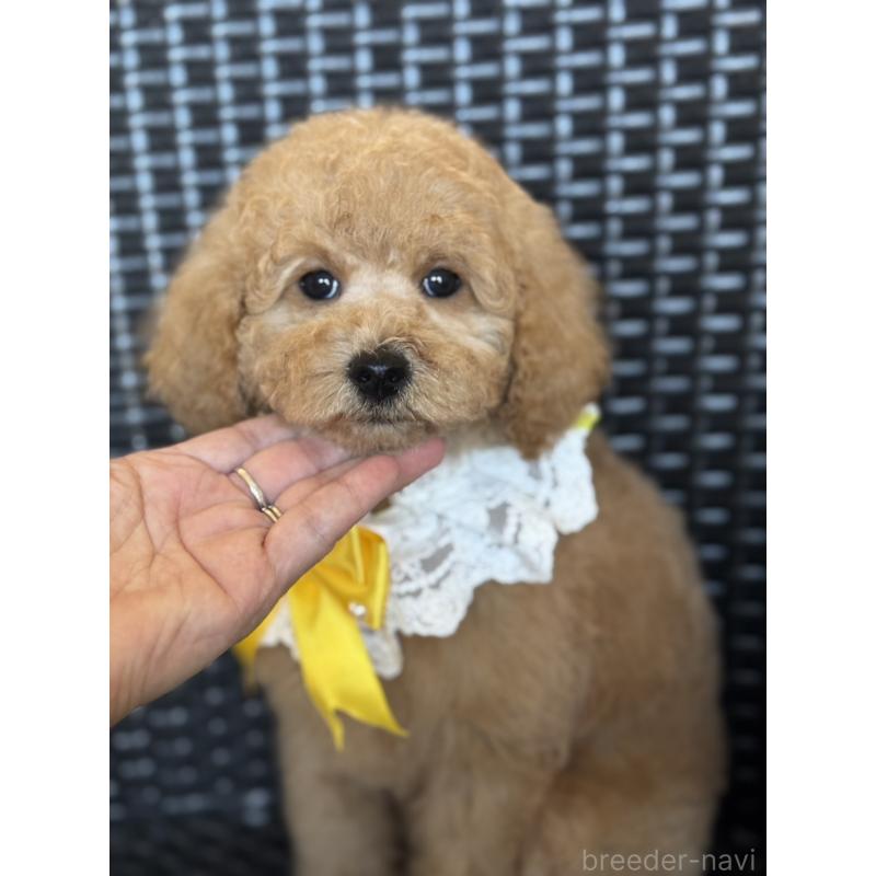 販売中の宮崎県のミディアムプードル-437999の5枚目