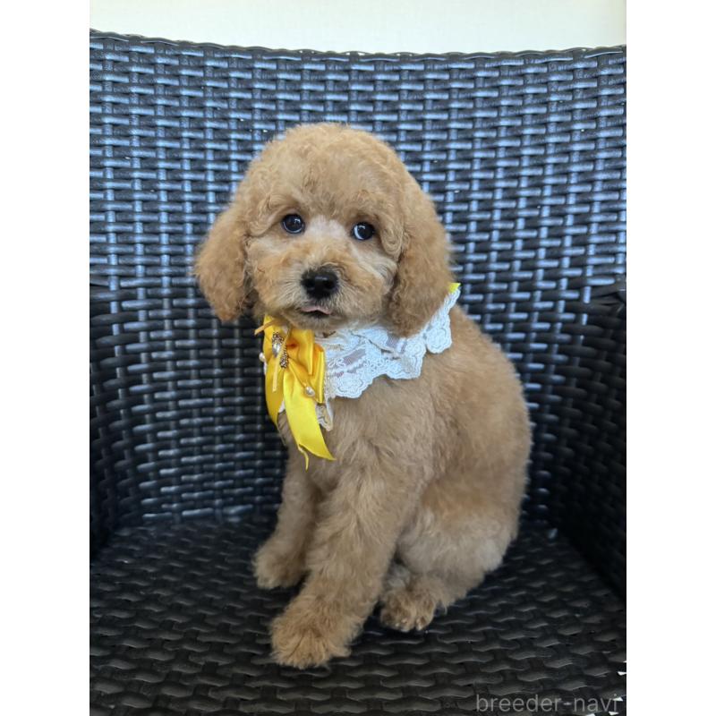 販売中の宮崎県のミディアムプードル-437999の4枚目