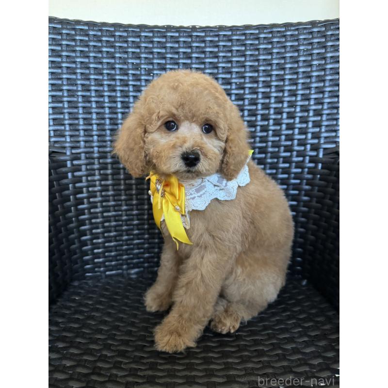 販売中の宮崎県のミディアムプードル-437999の3枚目