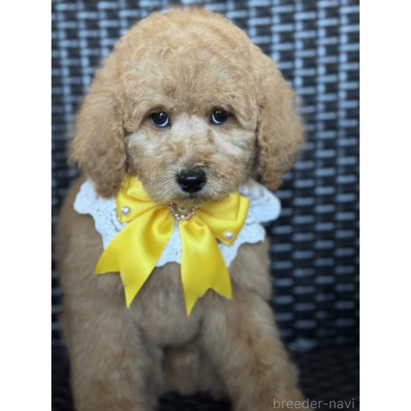 販売中の宮崎県のミディアムプードル-437999の2枚目