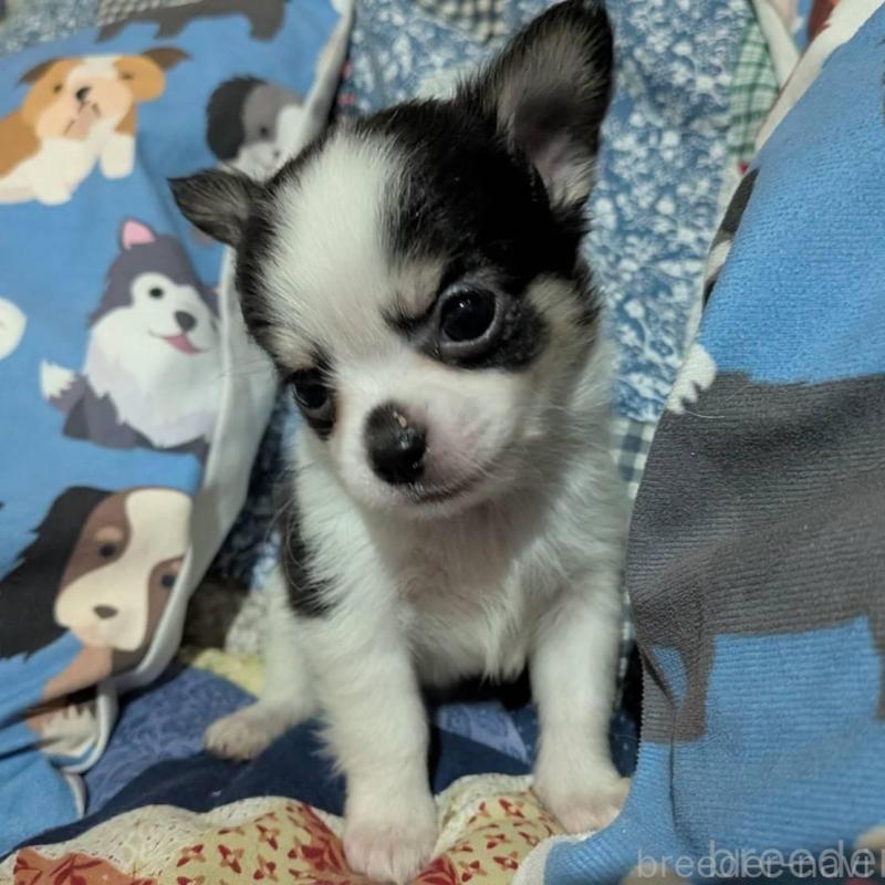 販売中の長野県のチワワ(ロングコート)-438000