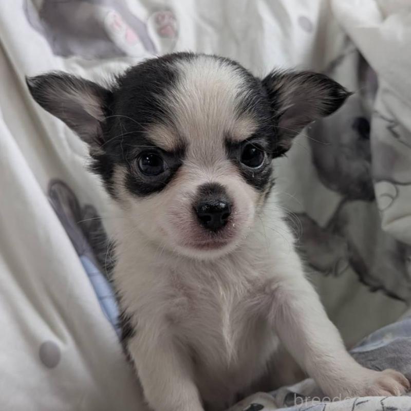 販売中の長野県のチワワ(ロングコート)-438000の4枚目