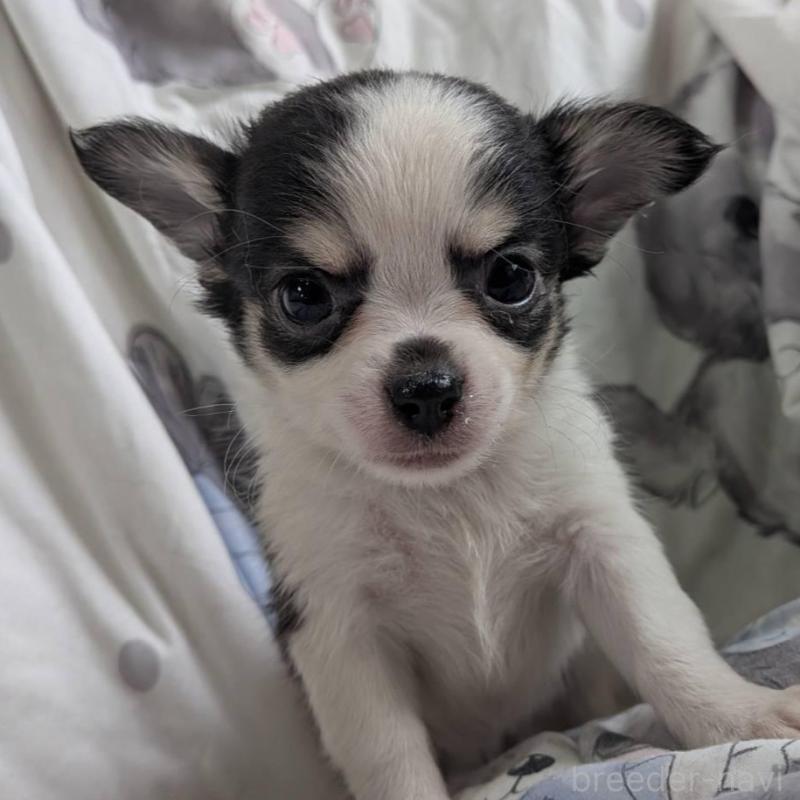 販売中の長野県のチワワ(ロングコート)-438000の3枚目