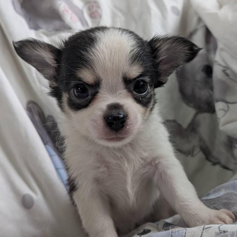 販売中の長野県のチワワ(ロングコート)-438000の2枚目