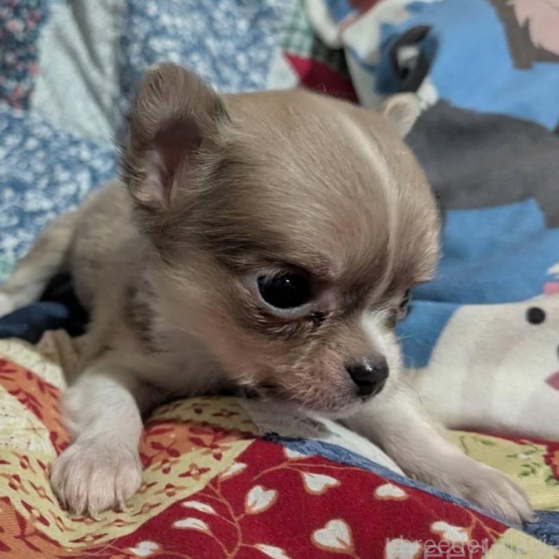 販売中の長野県のチワワ(ロングコート)-438001の5枚目