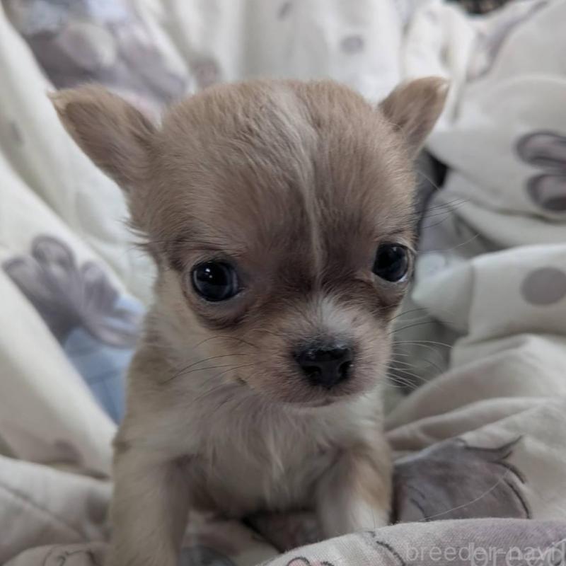 販売中の長野県のチワワ(ロングコート)-438001の4枚目