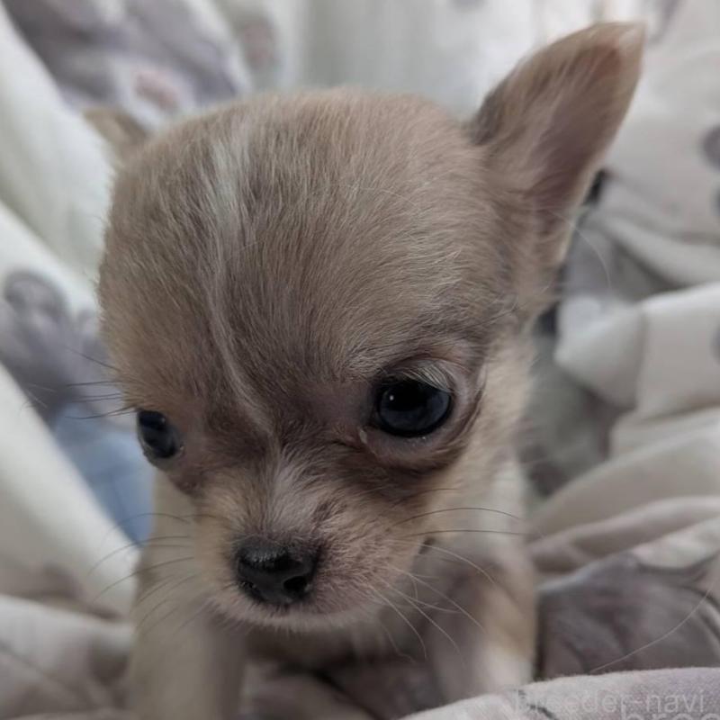 販売中の長野県のチワワ(ロングコート)-438001の3枚目