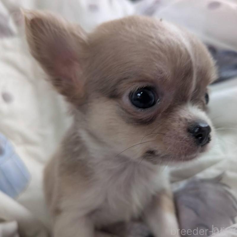 販売中の長野県のチワワ(ロングコート)-438001の2枚目