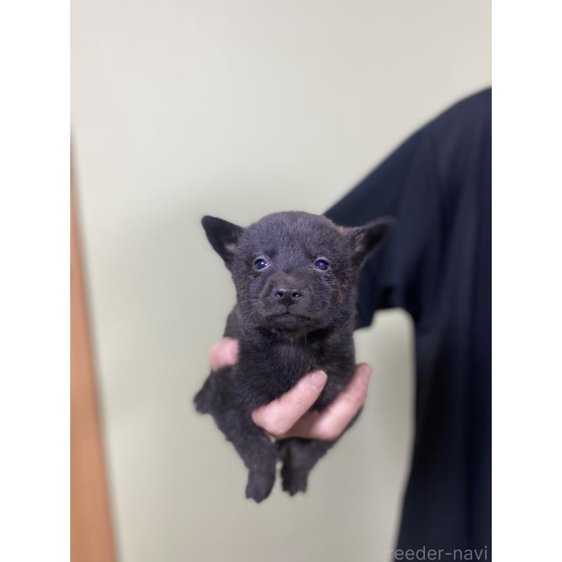 成約済の静岡県の甲斐犬-431073の2枚目