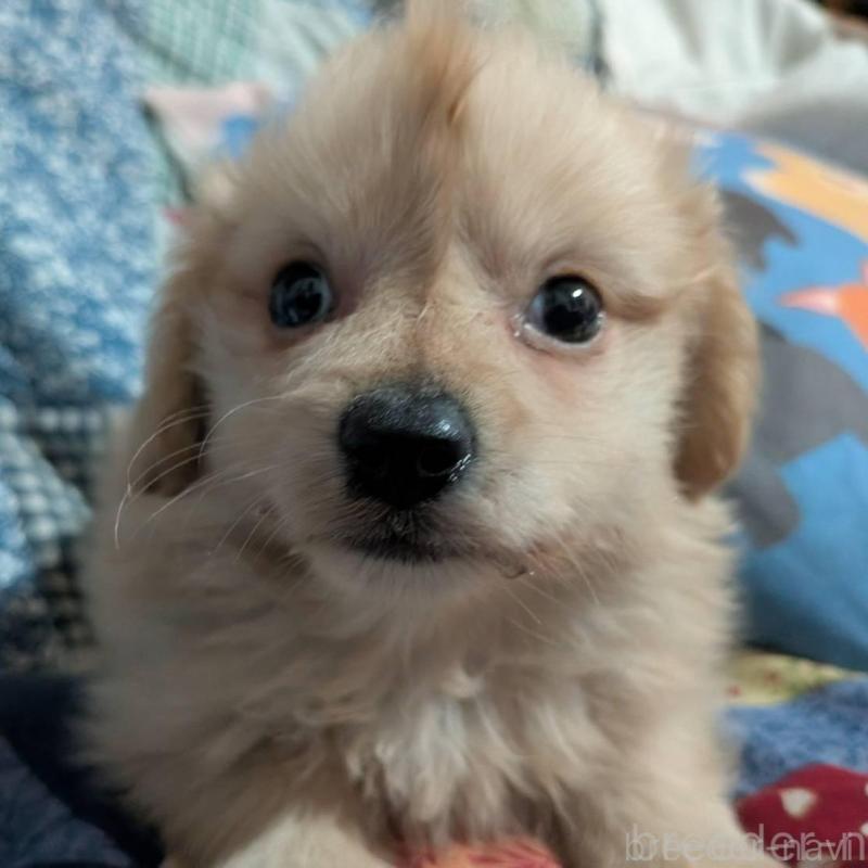 販売中の長野県のミックス犬-438002の1枚目