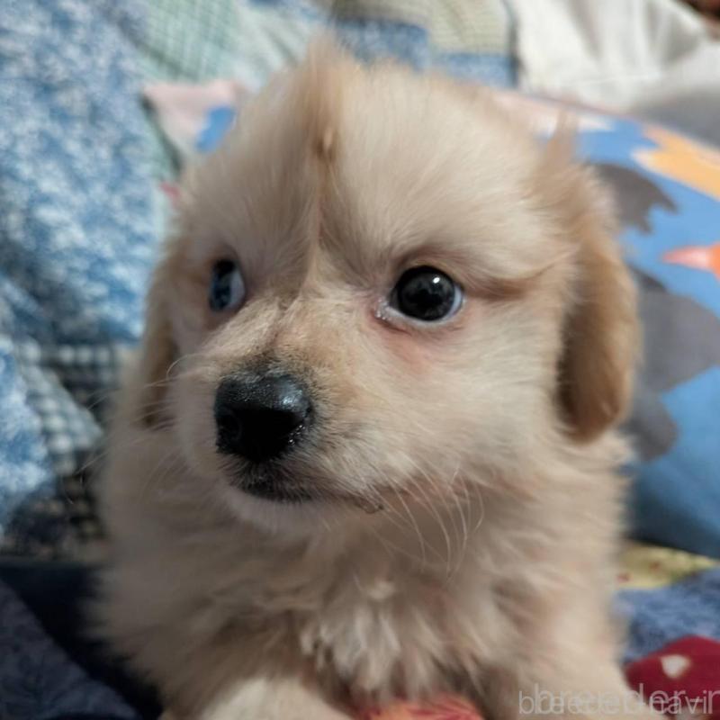 販売中の長野県のミックス犬-438002の5枚目