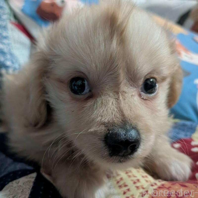 販売中の長野県のミックス犬-438002の4枚目