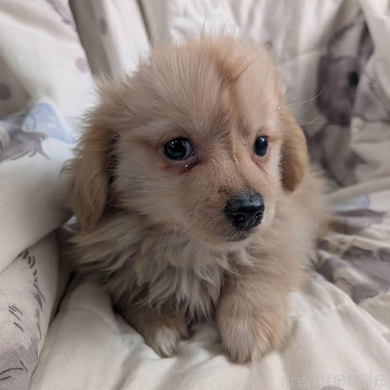 販売中の長野県のミックス犬-438002の3枚目