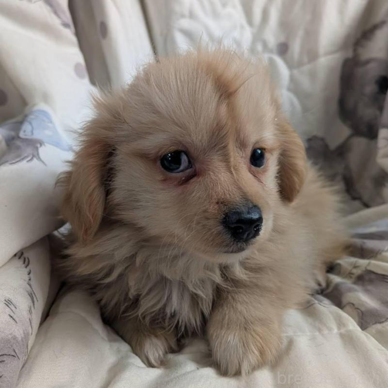 販売中の長野県のミックス犬-438002の2枚目