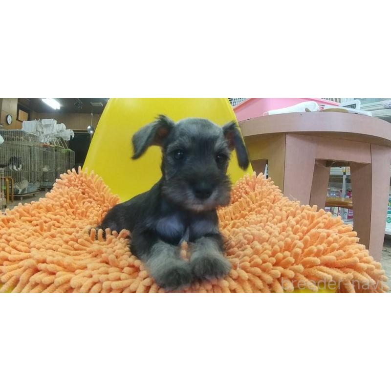 販売中の愛知県のミニチュアシュナウザー-430441