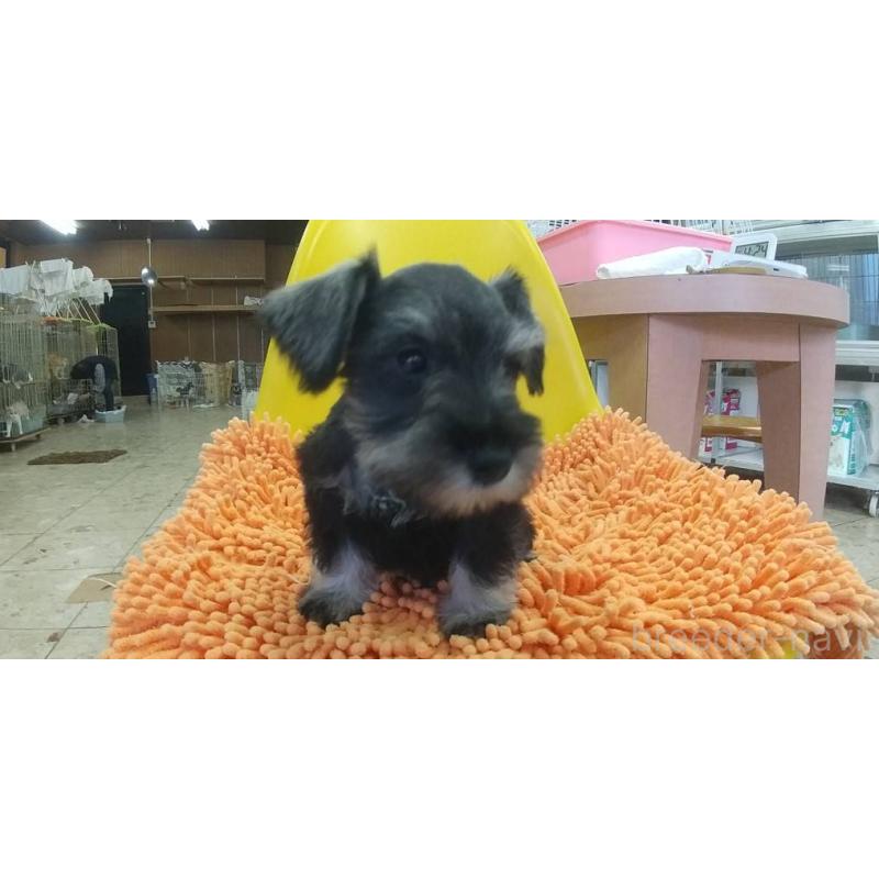 販売中の愛知県のミニチュアシュナウザー-430437