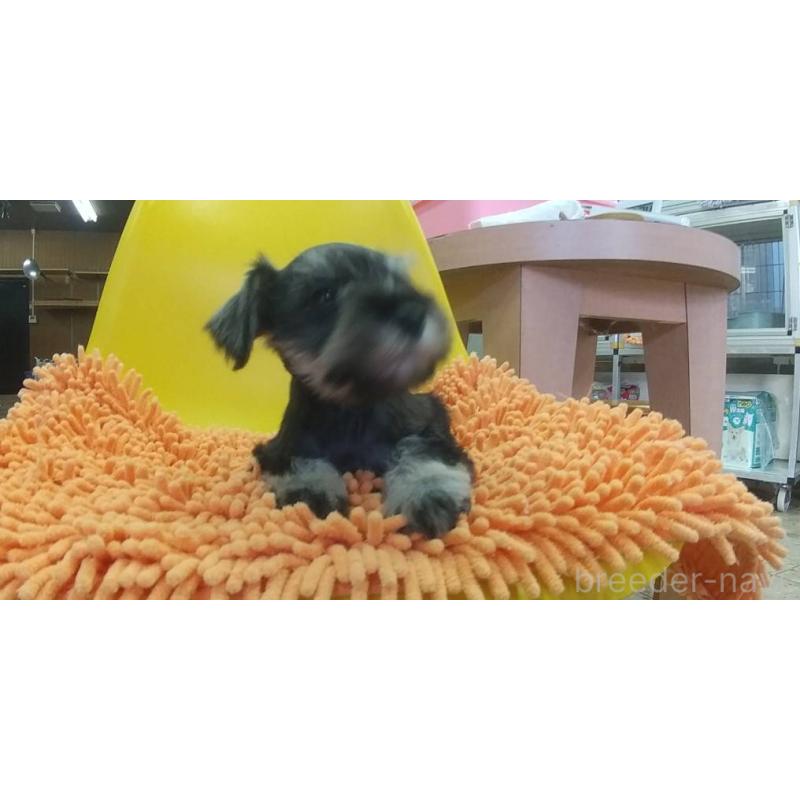 販売中の愛知県のミニチュアシュナウザー-430437の2枚目