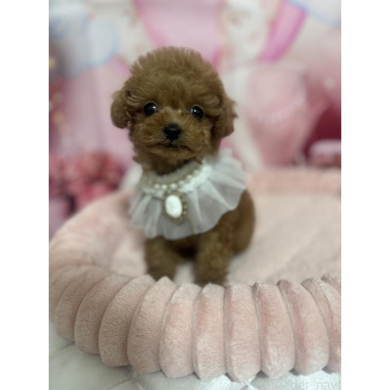 販売中の埼玉県のティーカッププードル-436465の7枚目