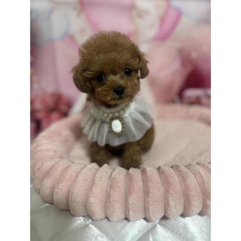 販売中の埼玉県のティーカッププードル-436465の6枚目