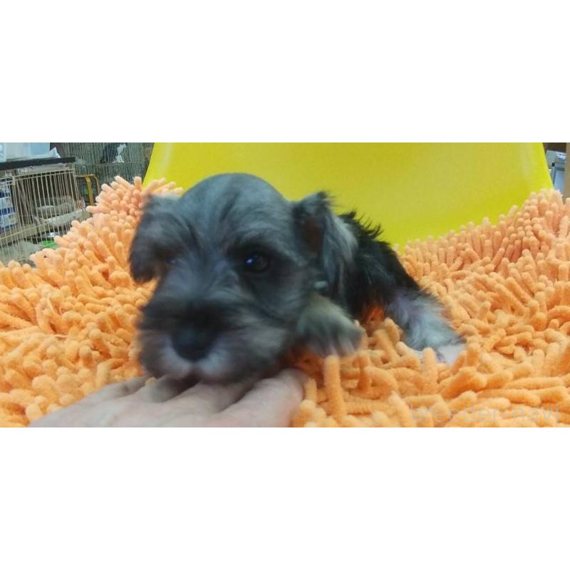 販売中の愛知県のミニチュアシュナウザー-430443の4枚目