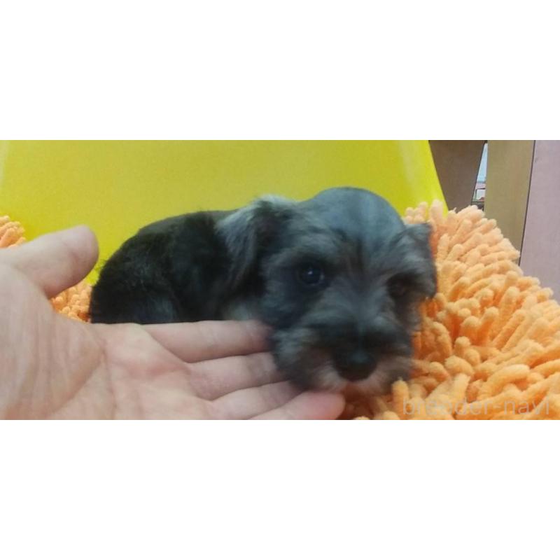 販売中の愛知県のミニチュアシュナウザー-430443