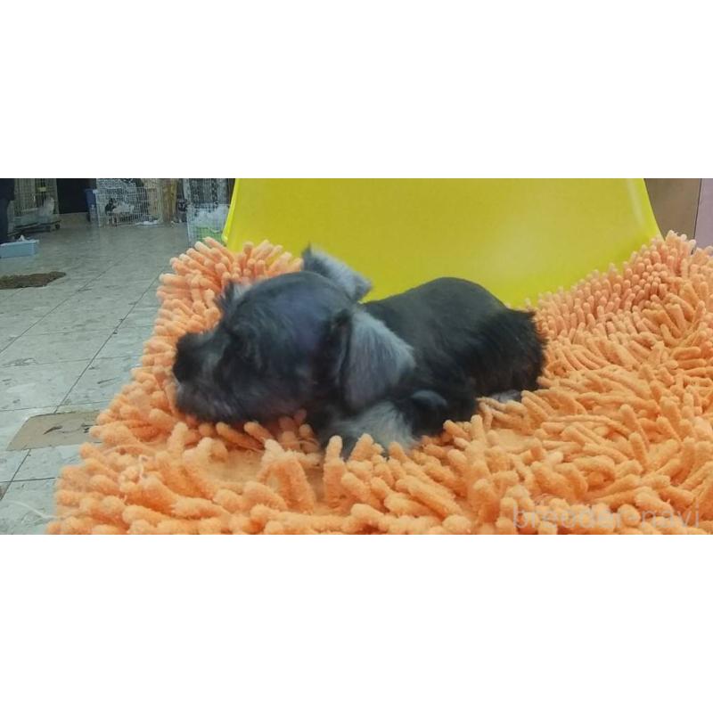 販売中の愛知県のミニチュアシュナウザー-430443の3枚目