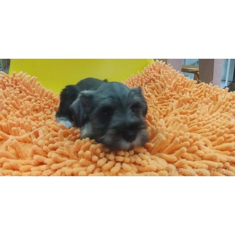 販売中の愛知県のミニチュアシュナウザー-430443の2枚目