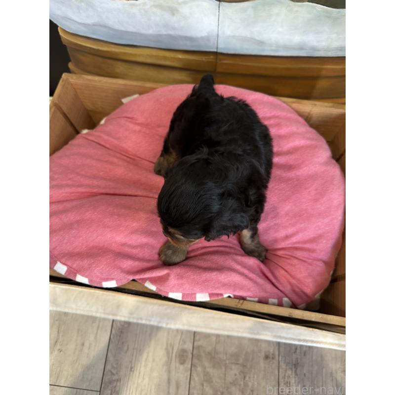 販売中の埼玉県のキャバリアキングチャールズスパニエル-438004の5枚目