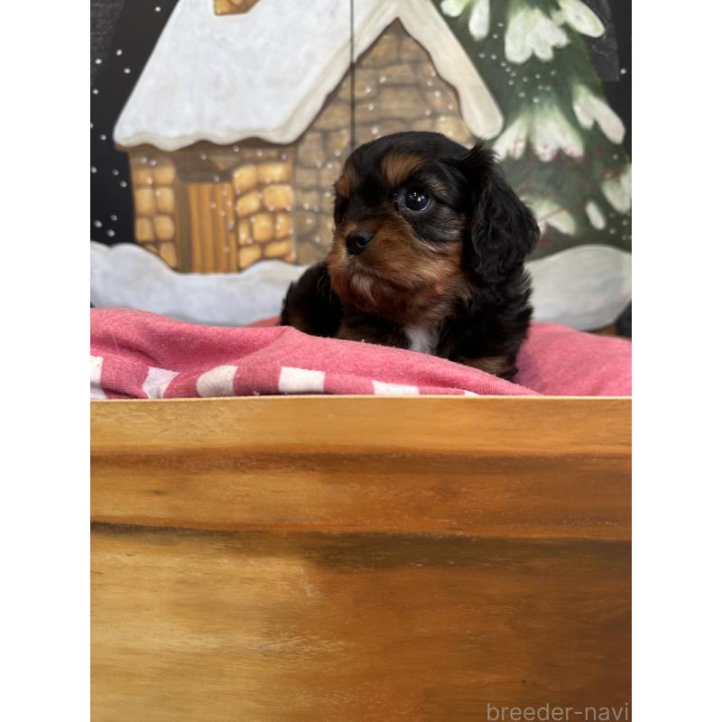 販売中の埼玉県のキャバリアキングチャールズスパニエル-438004の4枚目