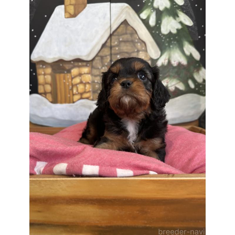 販売中の埼玉県のキャバリアキングチャールズスパニエル-438004の3枚目