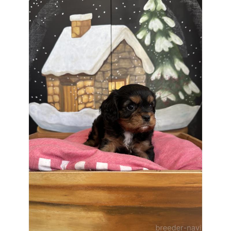 販売中の埼玉県のキャバリアキングチャールズスパニエル-438004の2枚目