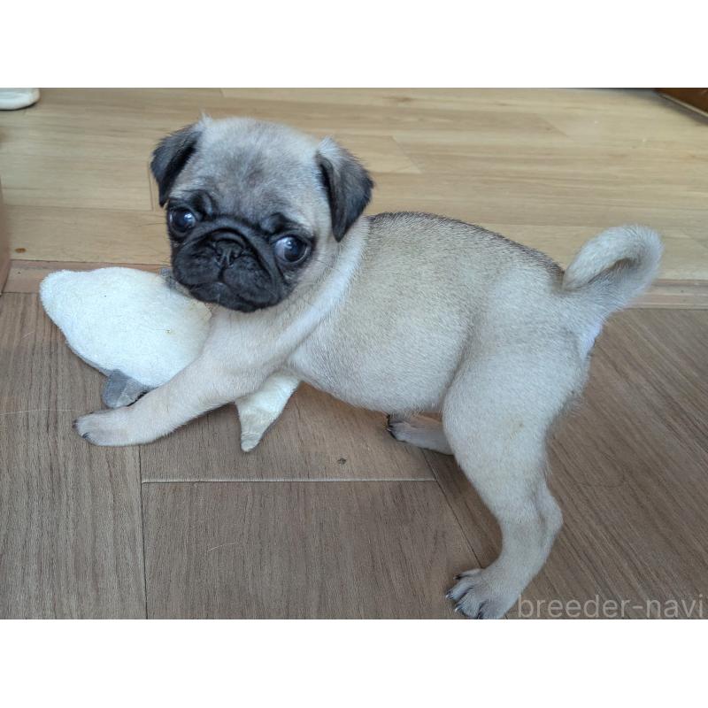 販売中の茨城県のパグ-438005の6枚目