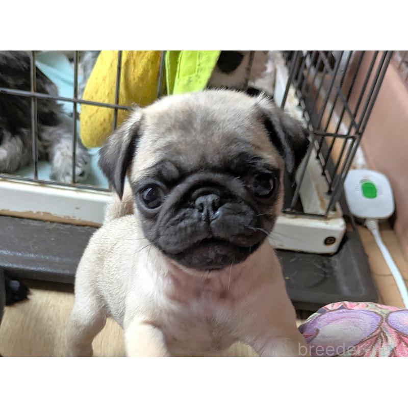 販売中の茨城県のパグ-438005の5枚目