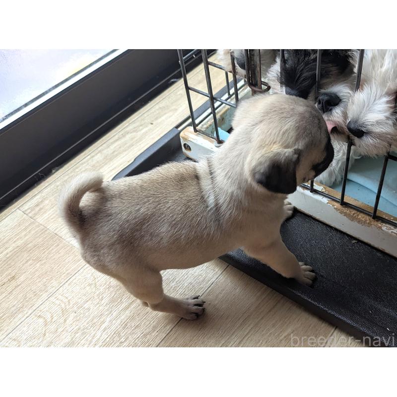 販売中の茨城県のパグ-438005の4枚目