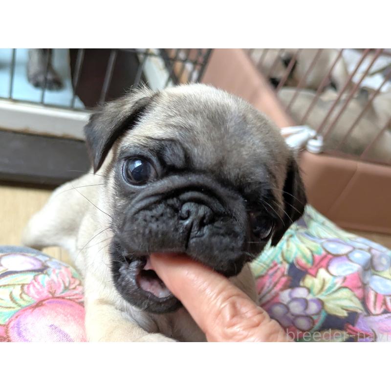 販売中の茨城県のパグ-438005の3枚目