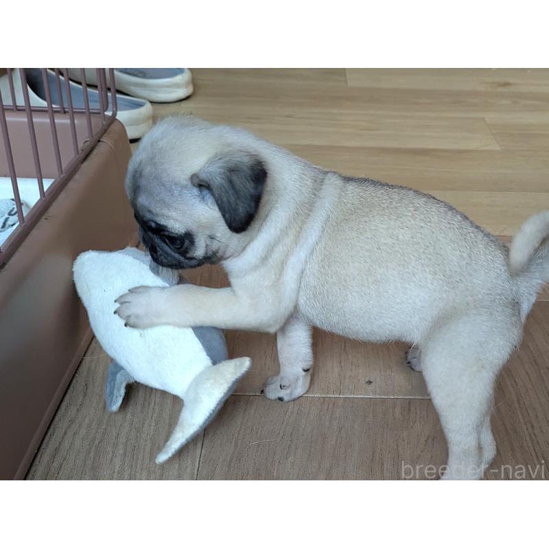販売中の茨城県のパグ-438005の2枚目