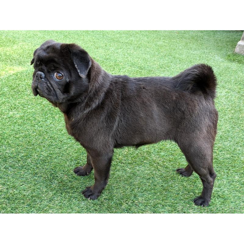 くろみちゃん1枚目