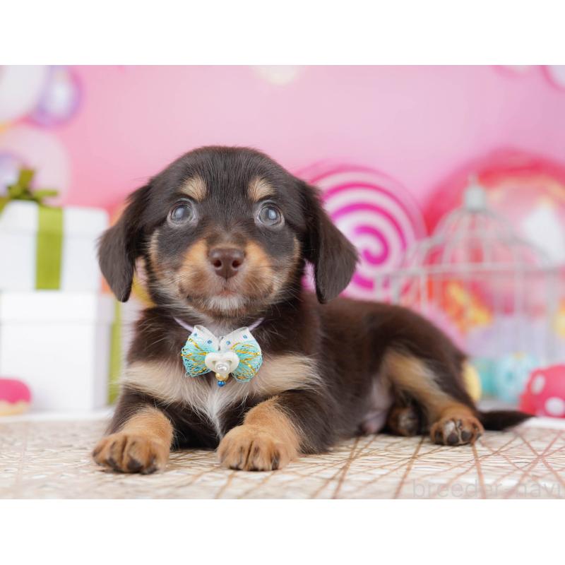 販売中の東京都のチワックス:チワワ×ミニチュアダックスフンド-438006の1枚目