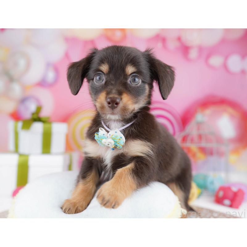 販売中の東京都のチワックス:チワワ×ミニチュアダックスフンド-438006の6枚目