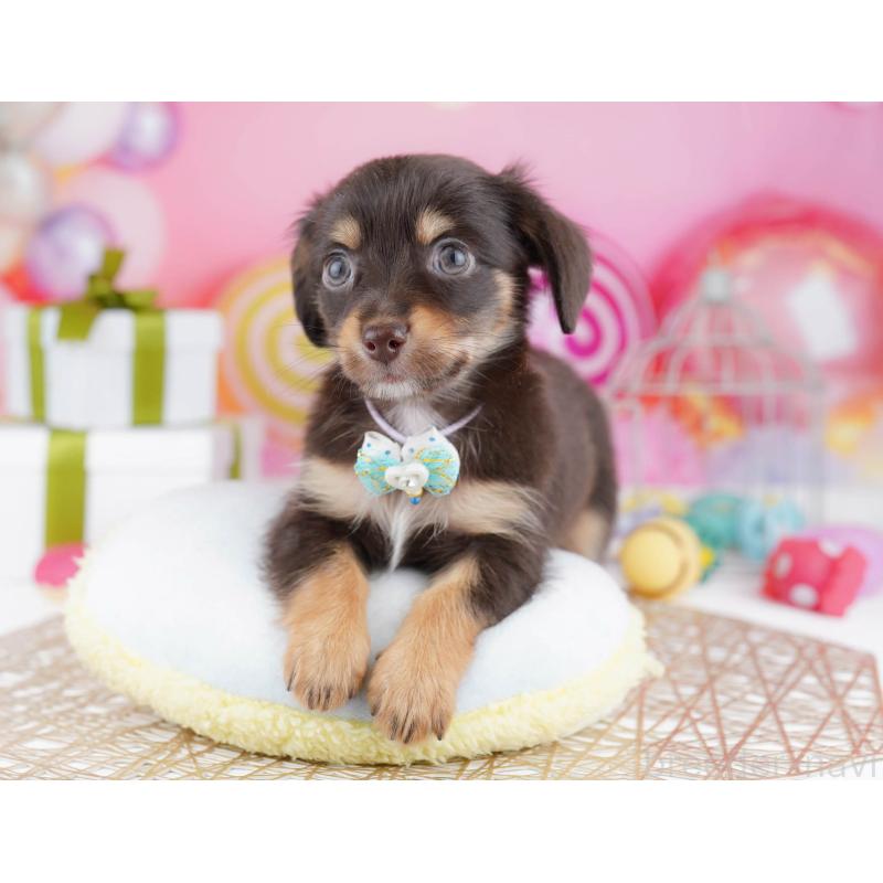 販売中の東京都のチワックス:チワワ×ミニチュアダックスフンド-438006の5枚目