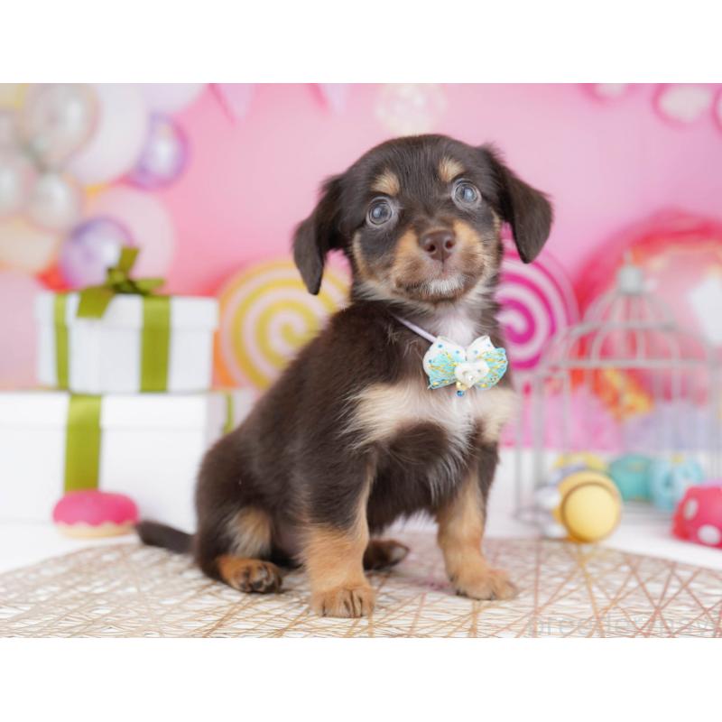 販売中の東京都のチワックス:チワワ×ミニチュアダックスフンド-438006の3枚目