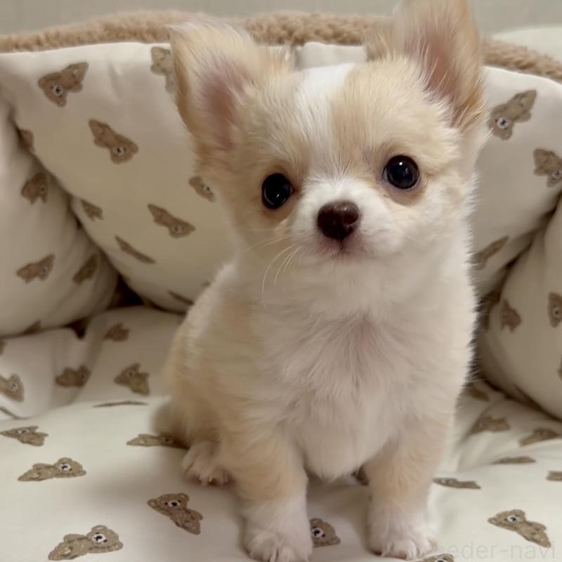 商談中の静岡県のチワワ(ロングコート)-432141の4枚目