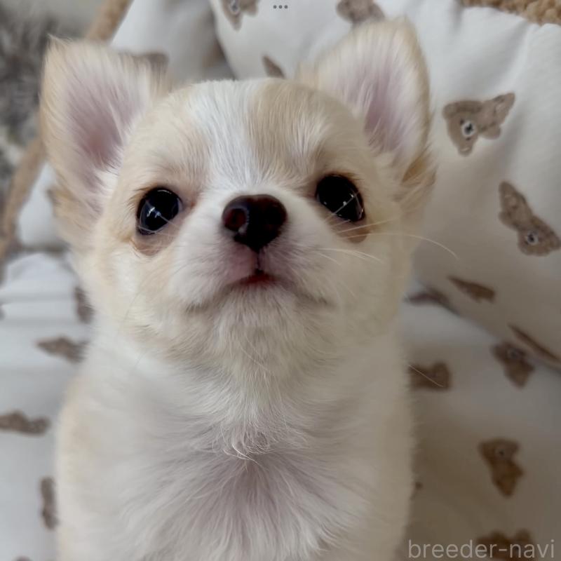 商談中の静岡県のチワワ(ロングコート)-432141の3枚目