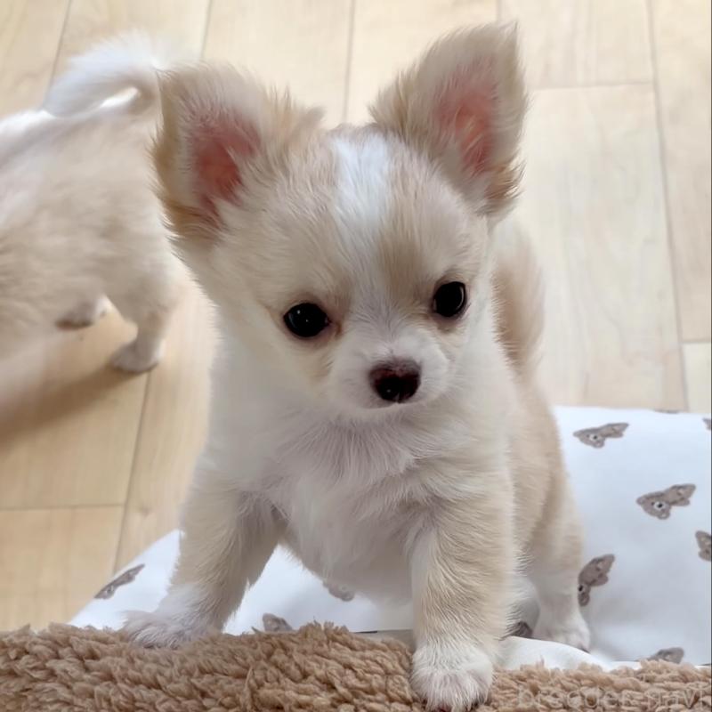 商談中の静岡県のチワワ(ロングコート)-432141の2枚目