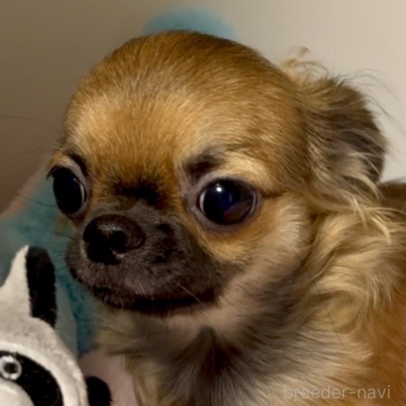 販売中の東京都のチワワ(ロングコート)-414179の7枚目