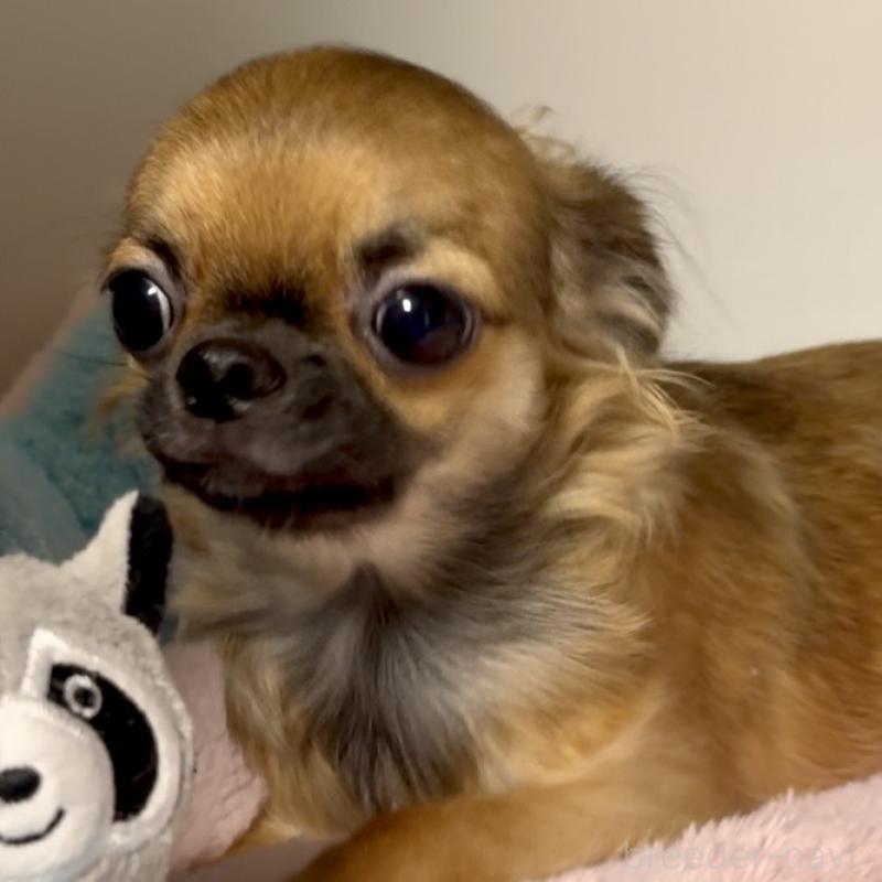 販売中の東京都のチワワ(ロングコート)-414179の6枚目