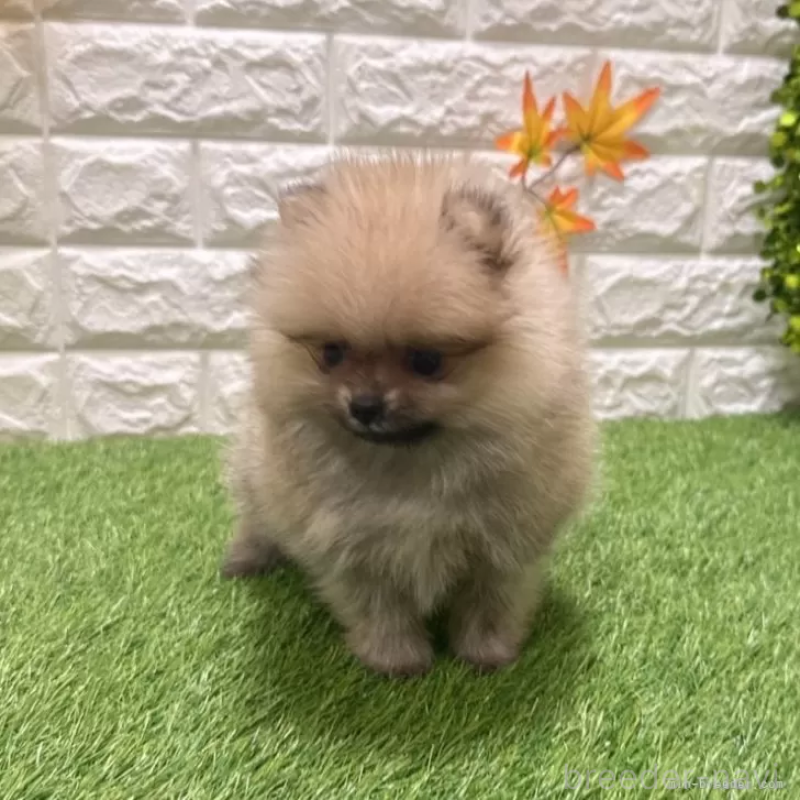販売中の愛知県のポメラニアン-434458